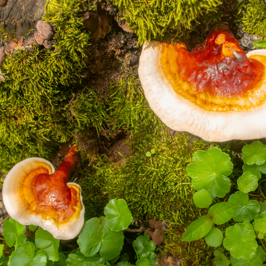 Reishi