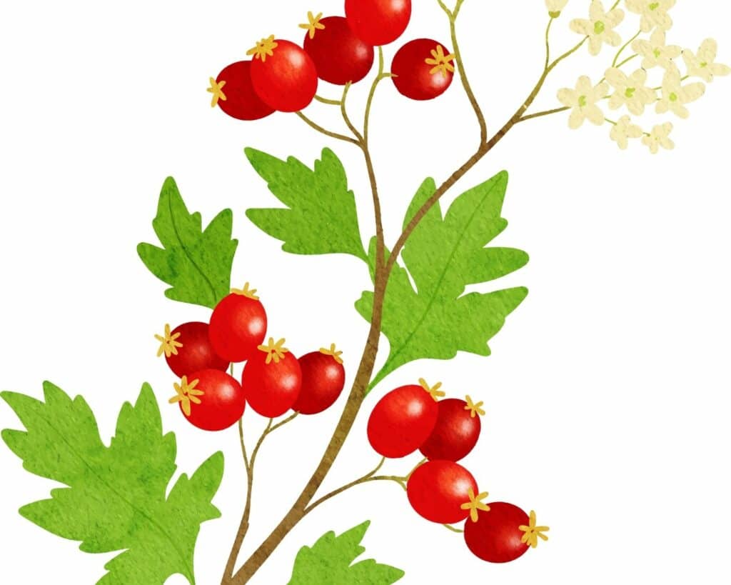 plante aubépine